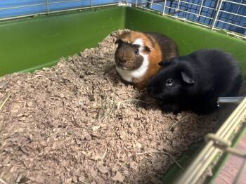 Rescue Guinea Pig Guinea Pigs for Adoption in Lyndhurst, New Jersey - Sam And Dean | PetCurious